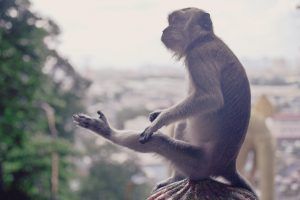 Itinéraire et budget de voyage en Malaisie