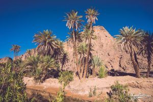 Route de marrakech à ouarzazate - oasis de fint