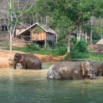 Coup de coeur au Laos : Volontariat au Centre de conservation d’éléphants