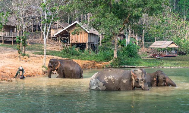 Coup de coeur au Laos : Volontariat au Centre de conservation d’éléphants